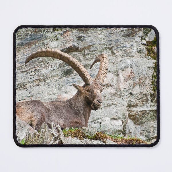 Item preview, Large Male Ibex designed and sold by Michael Cummings.
