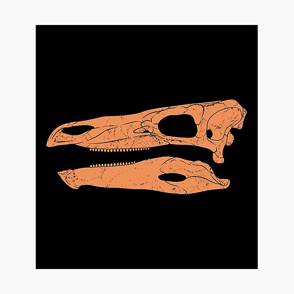 Artikel-Vorschau von Stegosaurus Fossil Schädel, designt und verkauft von NicGrayGraphic.