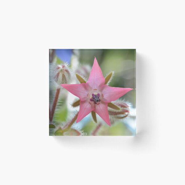 Item preview, Pink Borage Flower designed and sold by relayer51.