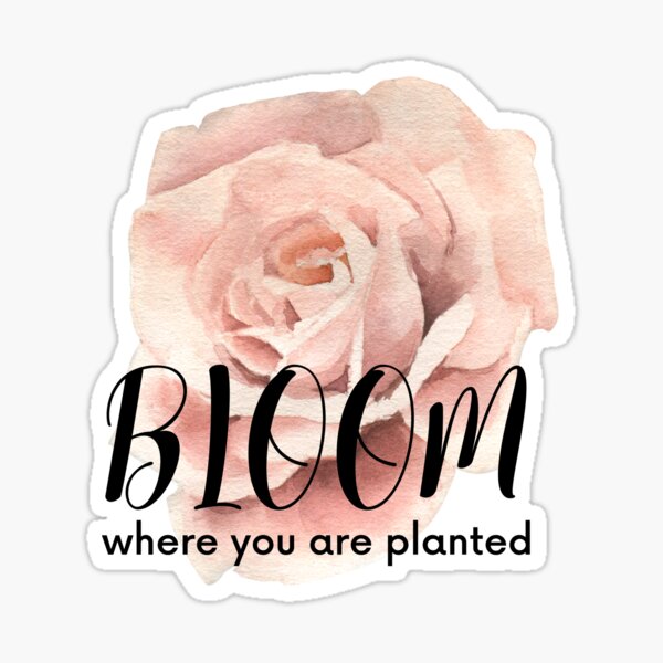 Bloom Where You Are Planted Pink Rose Sticker