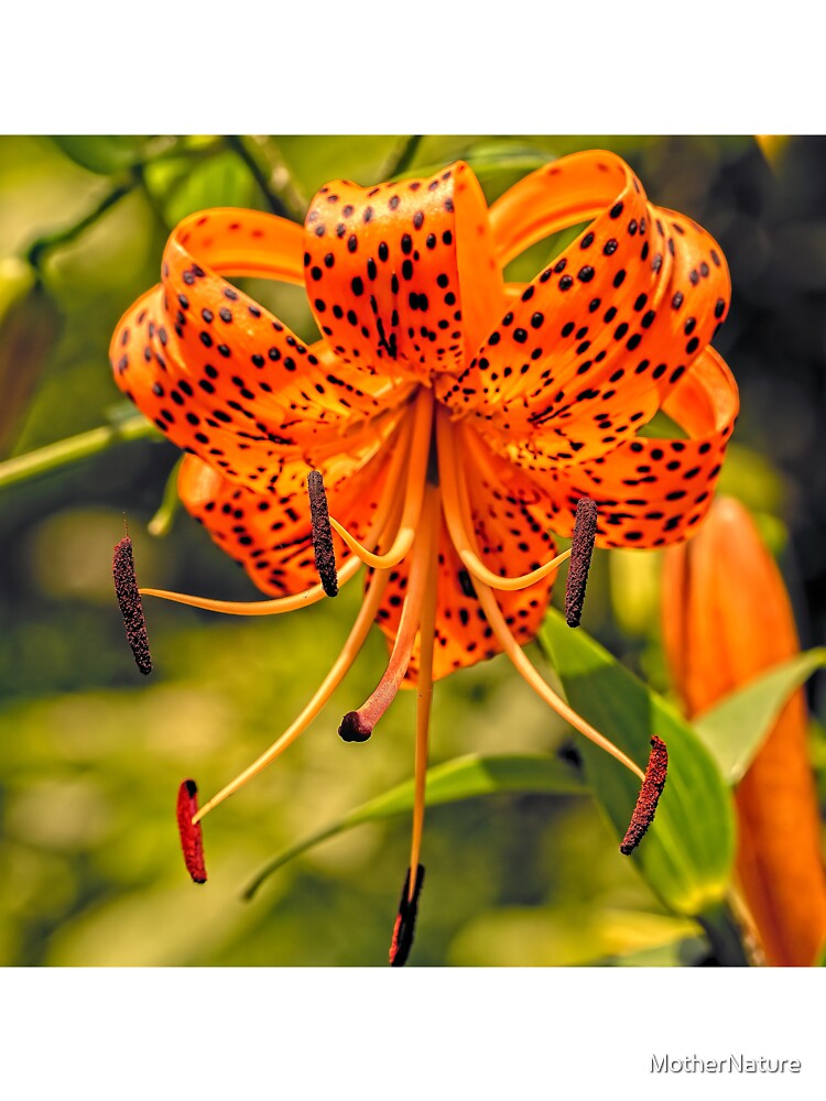 Camiseta para niños «Flores silvestres de lirio de tigre - Lilium  lancifolium» de MotherNature | Redbubble