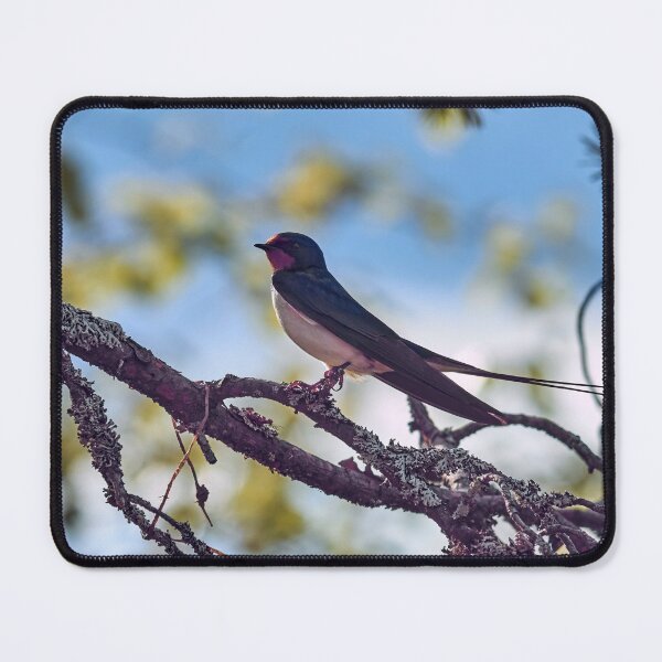 Item preview, Barn swallow in pastel colors designed and sold by Jouko Lehto Photography.