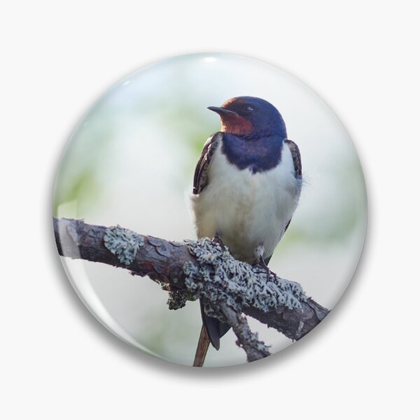 Item preview, Barn swallow enjoying the sun designed and sold by Jouko Lehto Photography.