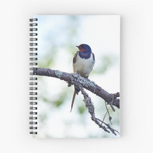 Item preview, Barn swallow enjoying the sun designed and sold by Jouko Lehto Photography.