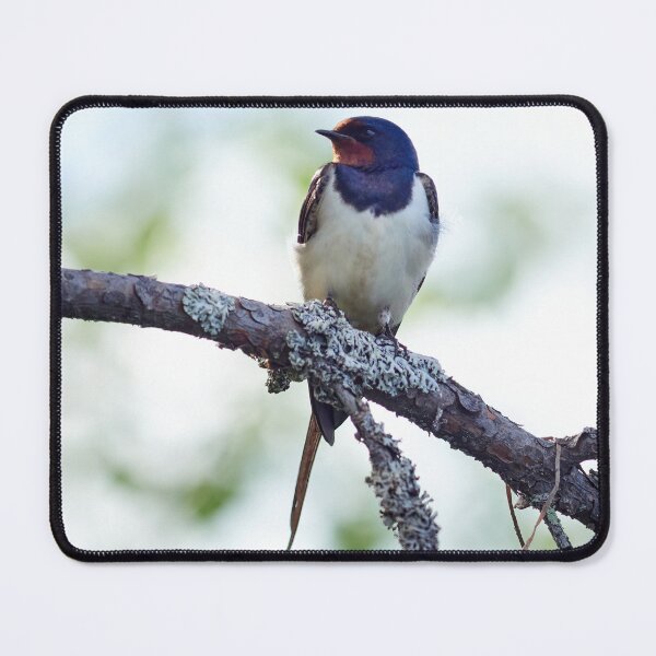 Item preview, Barn swallow enjoying the sun designed and sold by Jouko Lehto Photography.