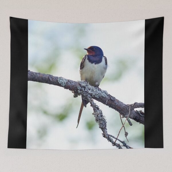 Item preview, Barn swallow enjoying the sun designed and sold by Jouko Lehto Photography.