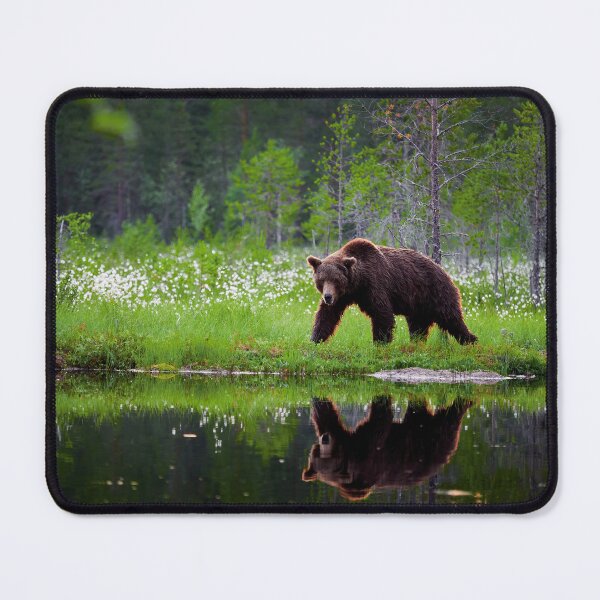 Item preview, The pose  after sunset. Brown bear designed and sold by Jouko Lehto Photography.