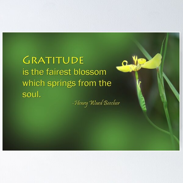 Artikelvorschau, gratitude entworfen und verkauft von lensbaby.