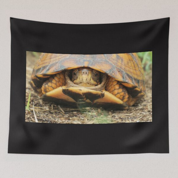 Item preview, Eastern Box Turtle designed and sold by Jeff Ore.