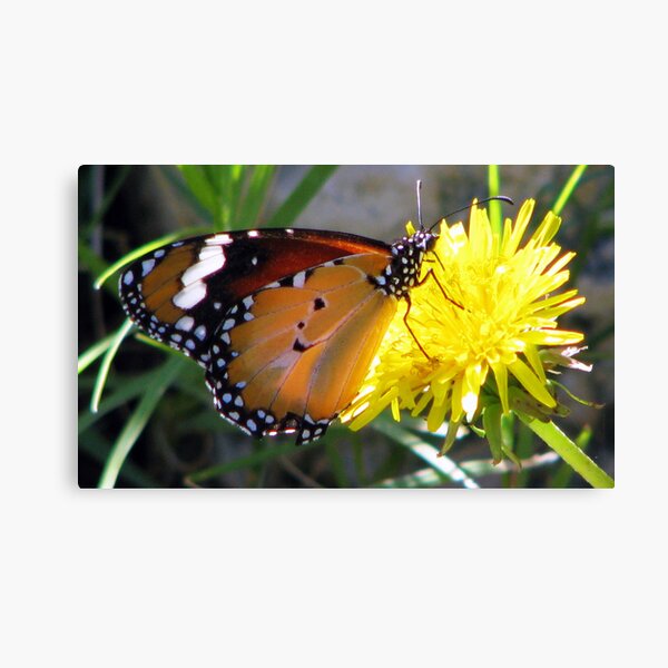 Yellow Butter Flutter Canvas Print