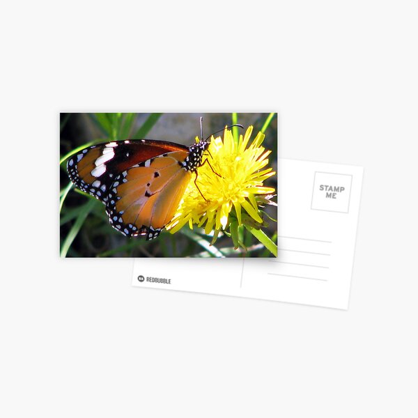 Yellow Butter Flutter Postcard