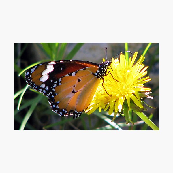 Yellow Butter Flutter Photographic Print