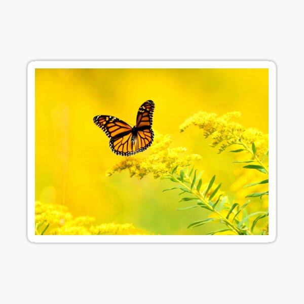 Butterfly Sticker #29