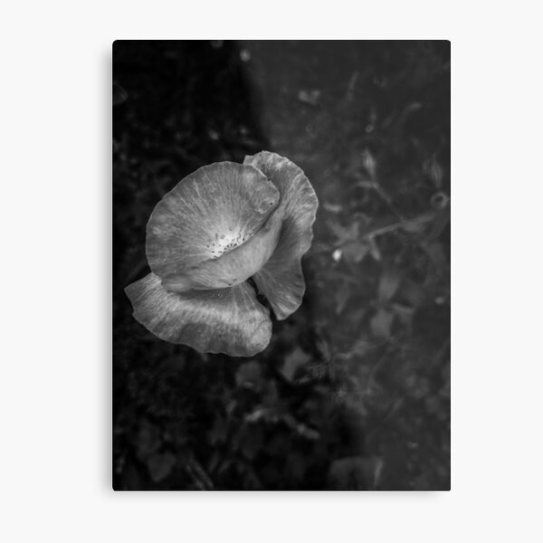 Black and White Flower 3 Metal Print