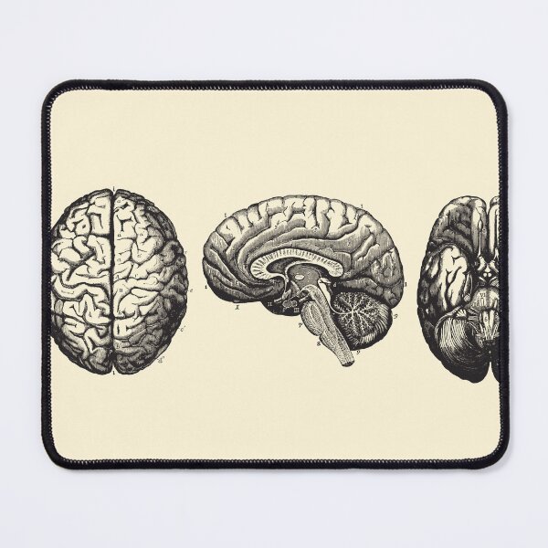 Item preview, Brain Diagram - Three Views - Vintage Anatomy designed and sold by Preslava Genova.