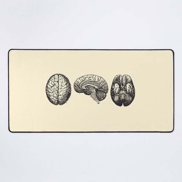 Item preview, Brain Diagram - Three Views - Vintage Anatomy designed and sold by Preslava Genova.