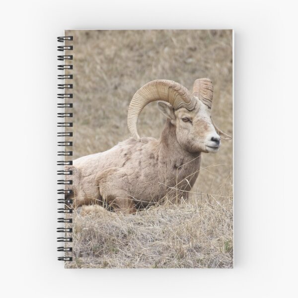 Item preview, Rocky Mountain Bighorn Sheep - RAM (Ovis canadensis) designed and sold by TCW Studios.