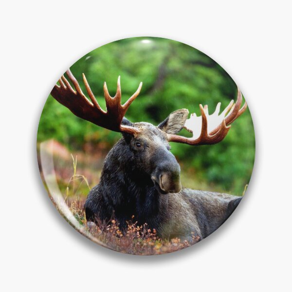 Item preview, ANIMALS #56 - Magnificent Moose with Antlers designed and sold by DEL-Productions.
