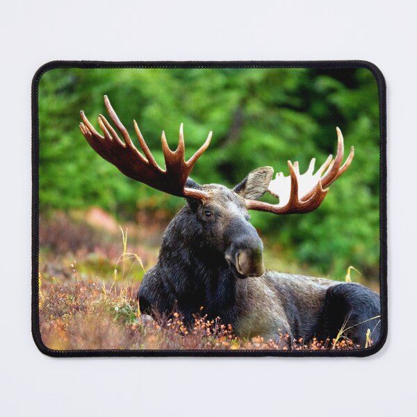 Item preview, ANIMALS #56 - Magnificent Moose with Antlers designed and sold by DEL-Productions.