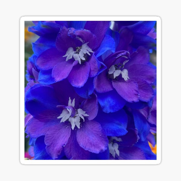 Item preview, Outrageous Neon Blue Delphinium  designed and sold by Photomersion.