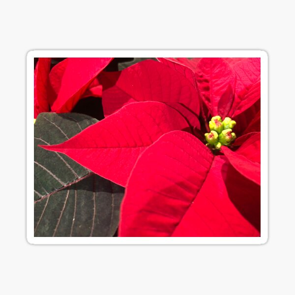 Item preview, Red Poinsettia celebrating a Joyous Merry Christmas designed and sold by Photomersion.