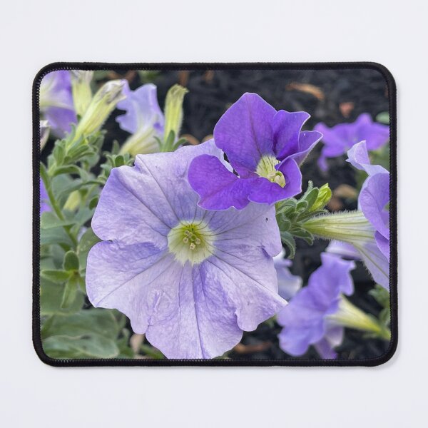 Item preview, Lavender flowers in Lake George designed and sold by stryderdk.