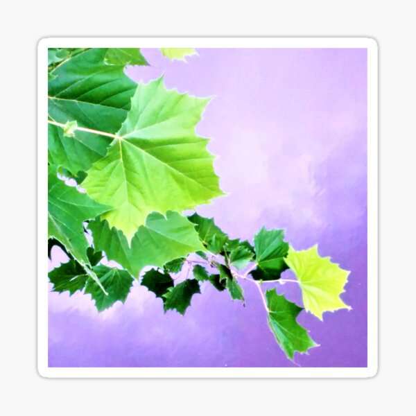 Item preview, Sycamore Tree Leaves Over Water  designed and sold by Katherine Friesen.