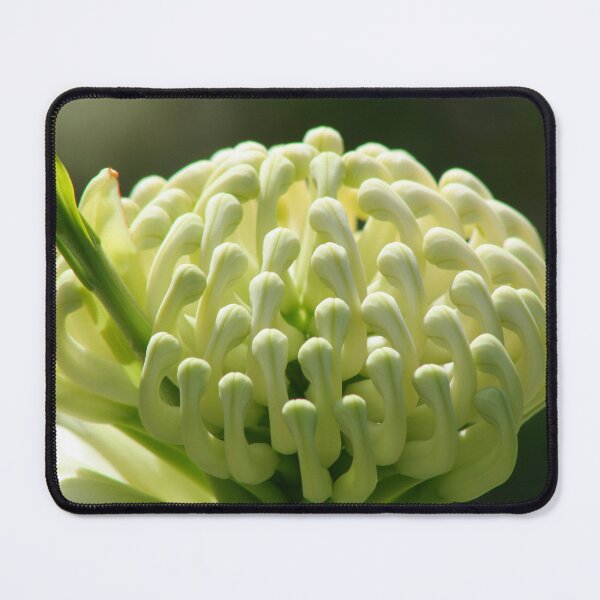 Item preview, White Waratah - Telopea speciosissima 'Wirrimbirra White' designed and sold by Marilyn Harris.