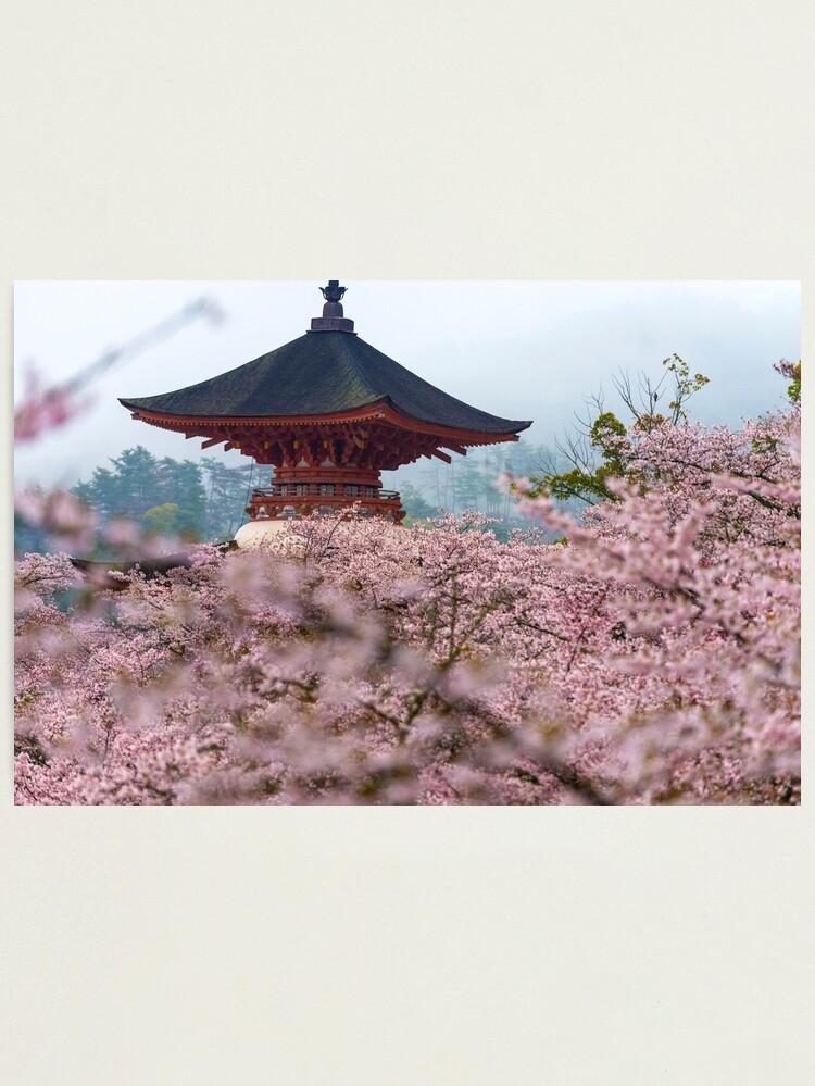 Thumbnail 2 of 3, Photographic Print, Japan Temple Cherry Blossoms designed and sold by AdrianAlford.