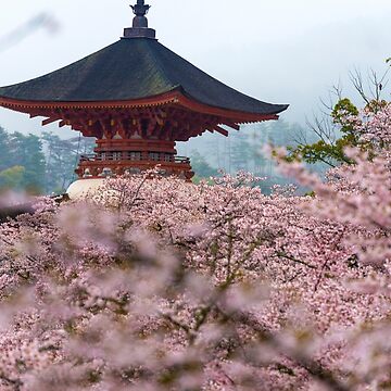 Artwork thumbnail, Japan Temple Cherry Blossoms by Adrian Alford Photography