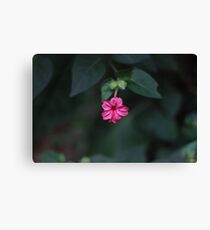 Bloom Canvas Print