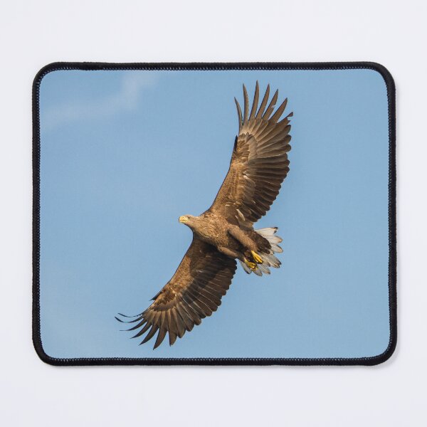Item preview, White-Tailed Eagle from below designed and sold by Dominika Aniola.