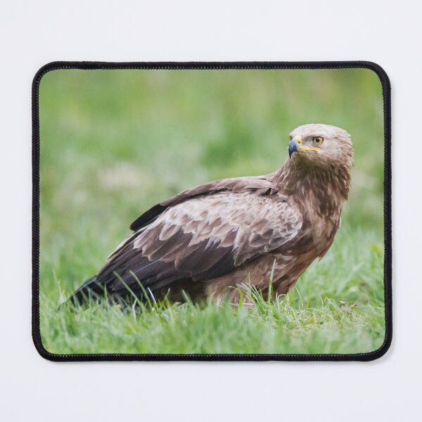 Item preview, Lesser Spotted Eagle #1 designed and sold by Dominika Aniola.
