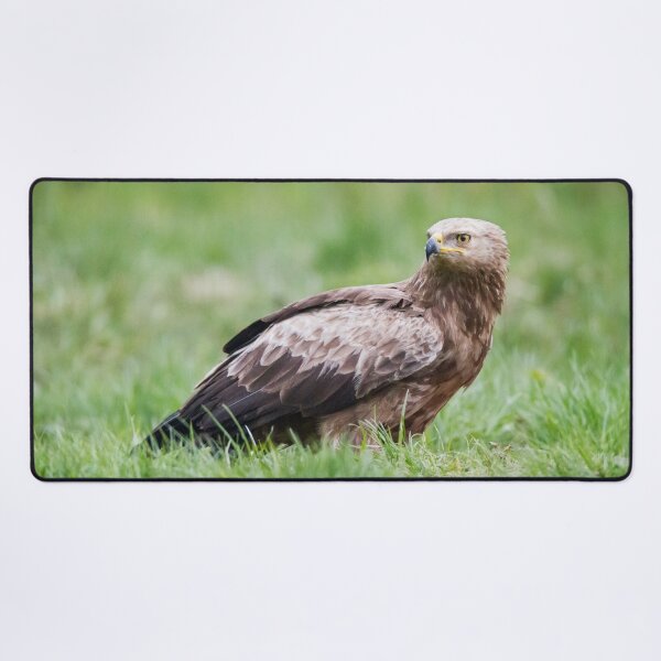 Item preview, Lesser Spotted Eagle #1 designed and sold by Dominika Aniola.