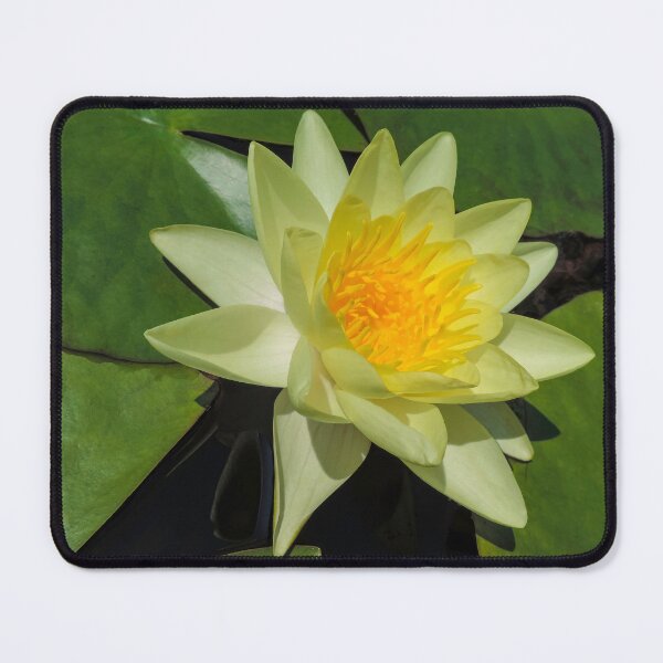 Item preview, Yellow Water Lily - Villa Carlotta, Italy. designed and sold by Marilyn Harris.