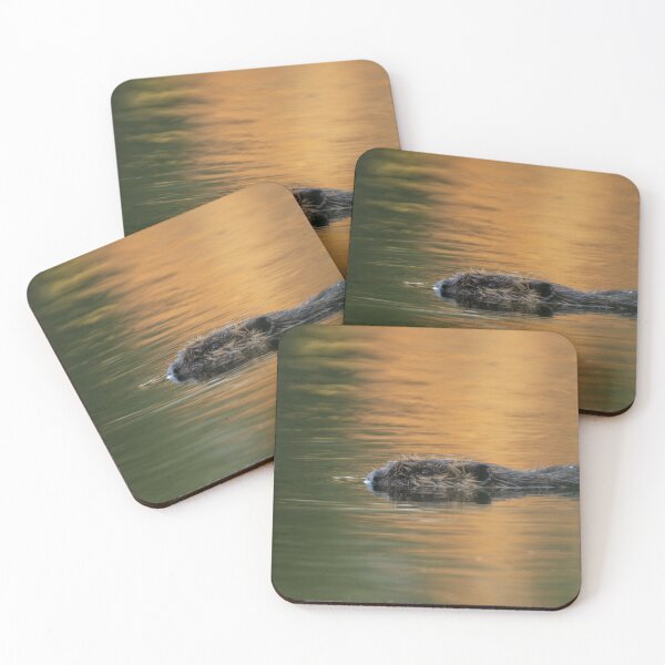 Item preview, Beaver Swimming with reflection of orange fall foliage.  designed and sold by Steven Holt.