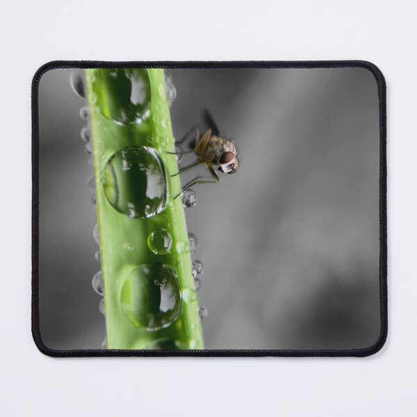Item preview, HD Fly on a Blade of Wet Grass designed and sold by MyMacro_Photography (MyMacro).