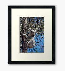 K O A L A Framed Print