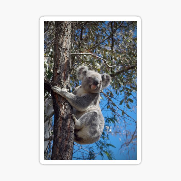 Made In Australia China Sticker Decal Flag Decal Truck Car Bike Ute - Foto 6