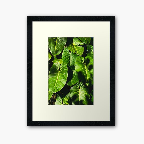 Jungle feeling - Philodendron leaves in Panama Framed Art Print
