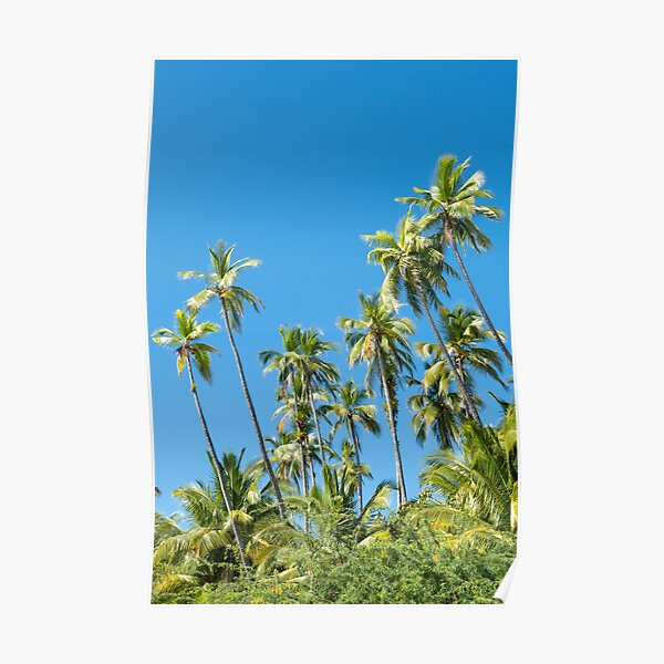 Palm trees, blue sky in Panama Poster