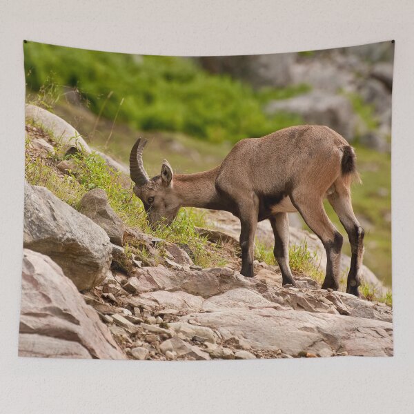 Item preview, Ibex designed and sold by Michael Cummings.