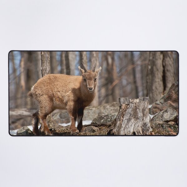 Item preview, Young Ibex designed and sold by Michael Cummings.