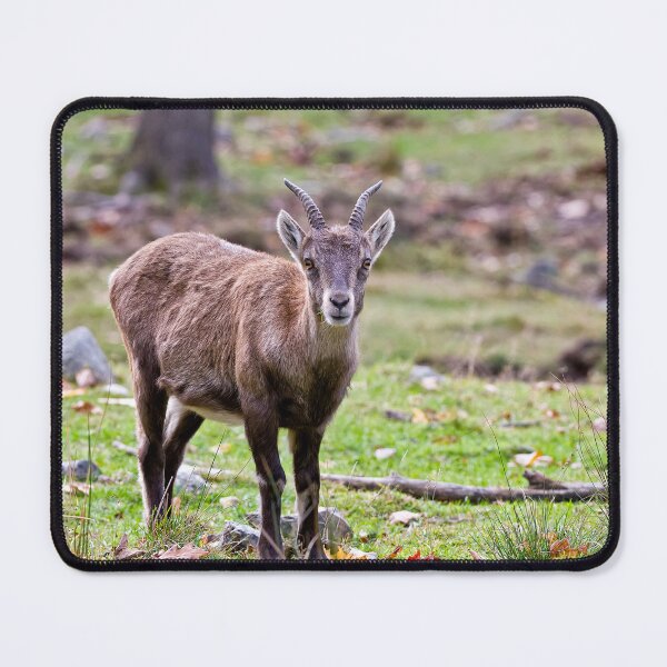 Item preview, Baby Ibex designed and sold by Michael Cummings.