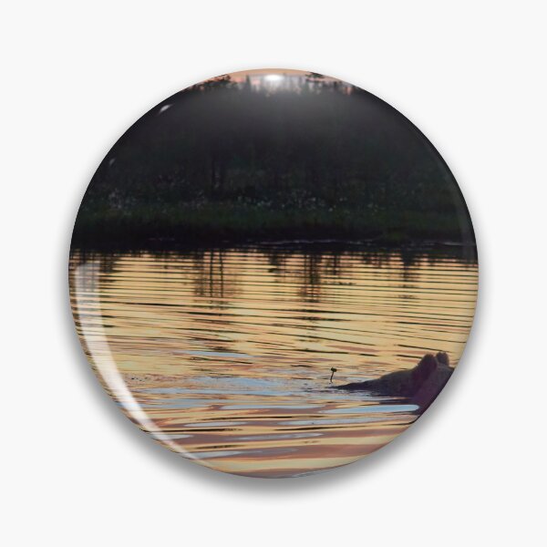 Item preview, Golden swim. Brown bear designed and sold by Jouko Lehto Photography.