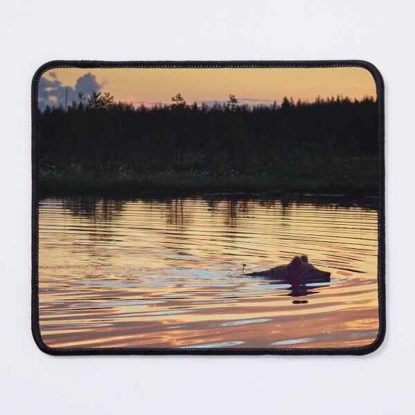 Item preview, Golden swim. Brown bear designed and sold by Jouko Lehto Photography.