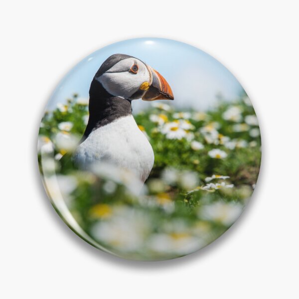 Item preview, Puffin in daises designed and sold by Anna Phillips.
