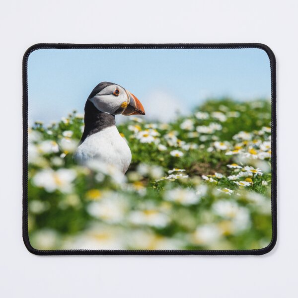 Item preview, Puffin in daises designed and sold by Anna Phillips.