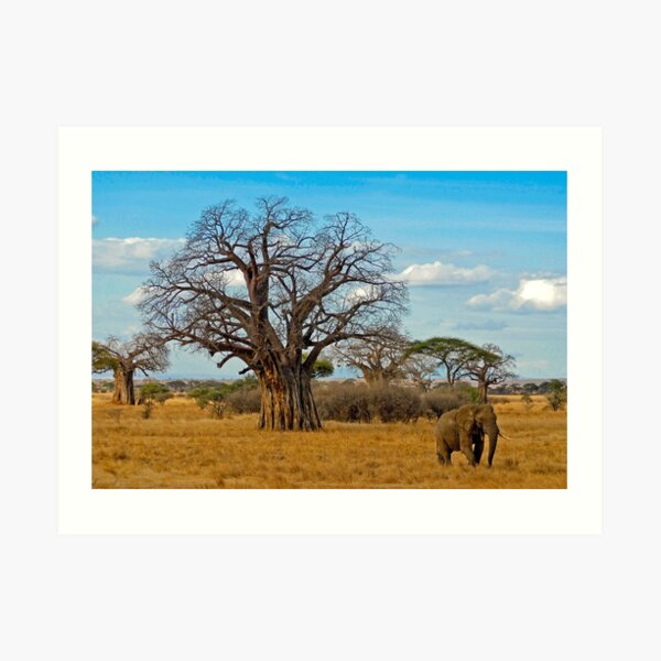 Baobab Tree (Adansonia digitata) Art Print