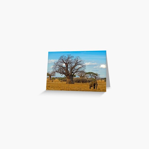 Baobab Tree (Adansonia digitata) Greeting Card